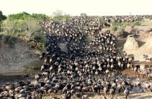 3 Days Gamedrive Safari In Masai Mara From Nairobi