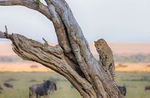 7 Day Kenya Safari to Maasai Mara, Lake Nakuru & Amboseli