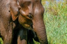 Udawalawe National Park Wildlife Safari Tours