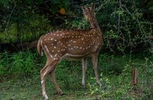 Udawalawe National Park Wildlife Safari Tours