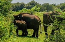 Udawalawe National Park Wildlife Safari Tours