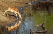 2 Day Kruger Safari from Johannesburg – Budget Fly in