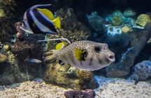 Barcelona Hop On Hop Off Bus Tour With Aquarium Admission