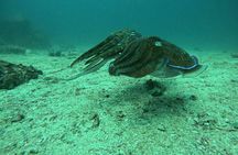 Phuket: 1 coral reef dive with PADI certification from G beach