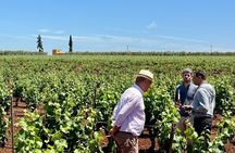 Full Day Boutique Winery and Wine Tasting Tour from Fez to Meknes
