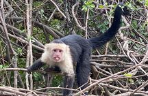 2 days Animal Lovers Combo : Palo Verde & Sloth Discovery Tour