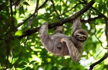 2 days Animal Lovers Combo : Palo Verde & Sloth Discovery Tour