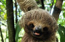 2 days Animal Lovers Combo : Palo Verde & Sloth Discovery Tour