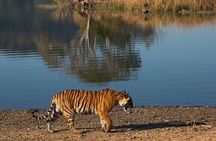Ranthambore Private Jeep Safari Tour