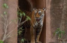 Ranthambore Private Jeep Safari Tour