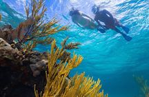 Bluequest Coral Reef Restoration & Snorkeling Tour!