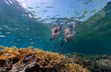 Bluequest Coral Reef Restoration & Snorkeling Tour!