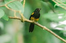 La Fortuna Arenal Fields Private Bird Watching Tour