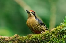 La Fortuna Arenal Fields Private Bird Watching Tour