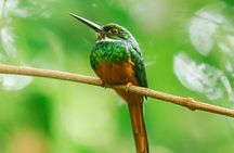 La Fortuna Arenal Fields Private Bird Watching Tour