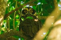 La Fortuna Arenal Fields Private Bird Watching Tour