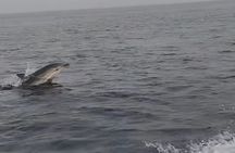 Excursions by boat: Gardens Naxos-Taormina-Isola Bella-DELFINI