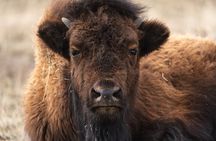 Full Day Guided Wildlife Photography Tour in Yellowstone