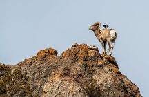 Full Day Guided Wildlife Photography Tour in Yellowstone