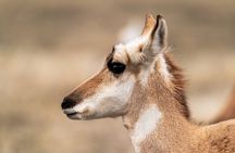Full Day Guided Wildlife Photography Tour in Yellowstone