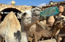 Best of Djerba: Cultural Jewels and Traditions in the Heart DE the Island