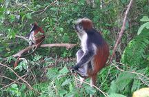 Jozani Forest and Spice Tour 