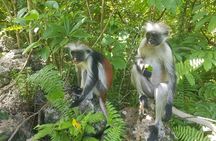 Half day Tour of Jozani Forest Mangroves