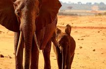 1 Day Tsavo East Safari Trip From Mombasa or Diani