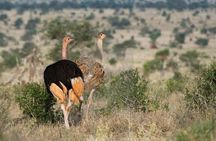 1 Day Tsavo East Safari Trip From Mombasa or Diani