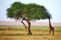 1 Day Tsavo East Safari Trip From Mombasa or Diani