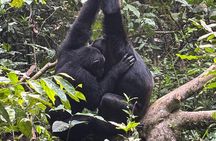 1 Day Kibale National Park