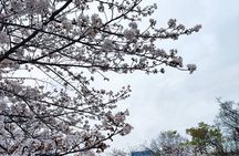 100% Personalized Private Osaka Tour with a Local Student Guide