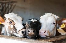 Authentic Farm-to-Table Experience: Make Pizza & Fresh Cheese
