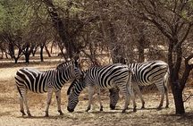 Fathala Wild Life Reserve Safari