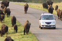 Custer State Park Wildlife Loop and Needles Highway Shared Tour