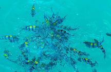 1 Hour Ocean Safari Wildlife Exploration in Waikiki