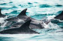 1 Hour Ocean Safari Wildlife Exploration in Waikiki