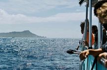 1 Hour Ocean Safari Wildlife Exploration in Waikiki