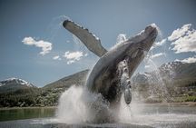 Craft Brews & Epic Views: Juneau's Brewery & Sightseeing Tour!