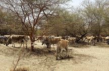 Fathala Wild Life Reserve Safari