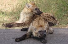 3 Day Kruger National Park Safari & Panorama Route