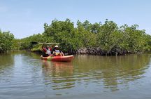Kayaking Backwaters of New Smyrna Beach Ecotour/Birdwatching