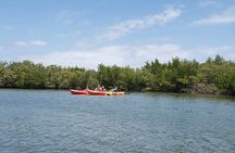 Kayaking Backwaters of New Smyrna Beach Ecotour/Birdwatching