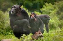 Ngamba Island Chimpanzee Experience and Lake Victoria Tour