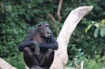 Ngamba Island Chimpanzee Experience and Lake Victoria Tour