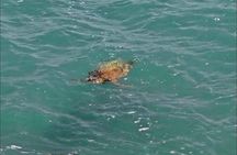 Boa Vista 4x4: Sharks, Turtles, Caves, Sandboard & Tasting tour