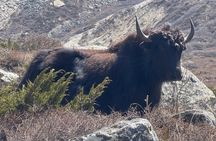 Mt. Kanchenjunga South to North Base Camp Trekking