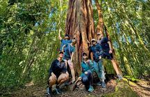 Tijuca Forest: Tour with Waterfalls and Caves