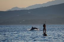Stand Up Paddle With Dolphins, aperitif and pictures