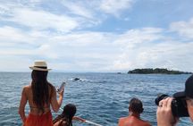 Private Whale Watching Tour - 38ft Speedboat | Pearl Islands